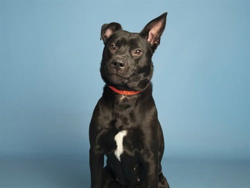 FIG - Labrador Retriever available for adoption