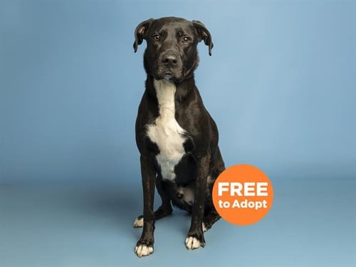 BUDDY - Labrador Retriever / American Pit Bull Terrier available for adoption
