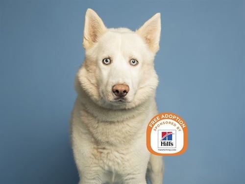 ARCTIC - Husky available for adoption