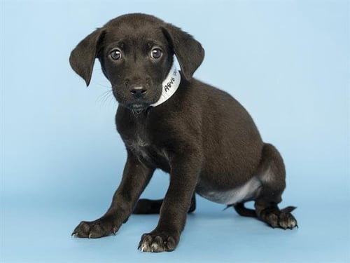 HARLEY - Labrador Retriever available for adoption