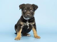 PIPP - Photo 1