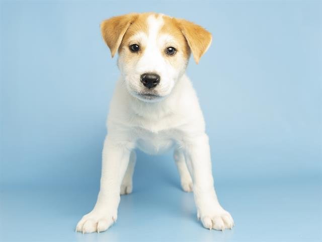 WALLIE - Australian Cattle Dog/Blue Heeler available for adoption