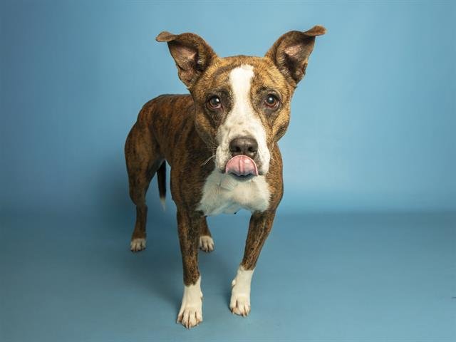 NYLA - American Pit Bull Terrier available for adoption