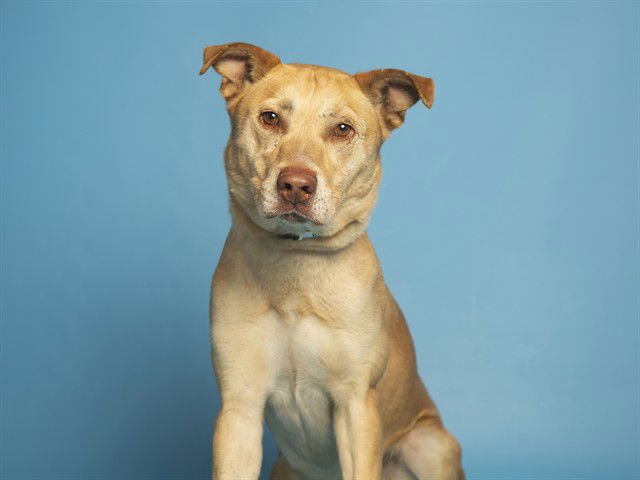 SCOTTY - German Shepherd Dog available for adoption