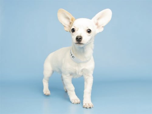 ROSE - Chihuahua available for adoption