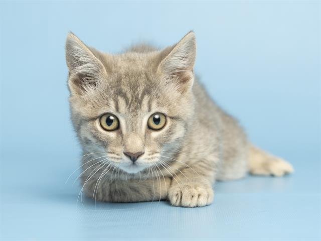 WILLOW - Domestic Medium Hair available for adoption