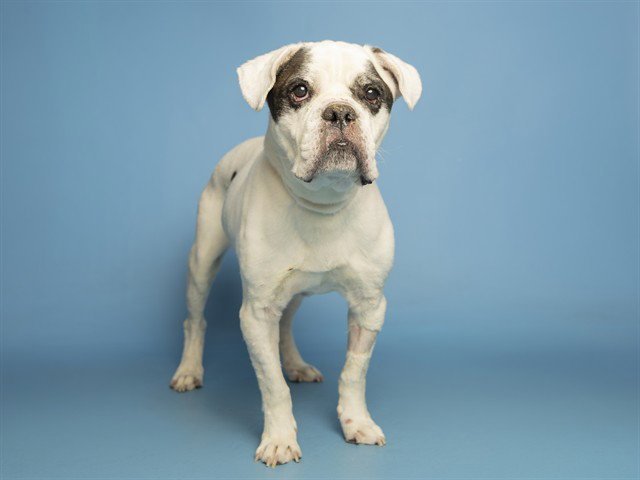 DUKE Image