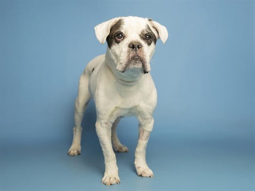 DUKE - American Bulldog available for adoption