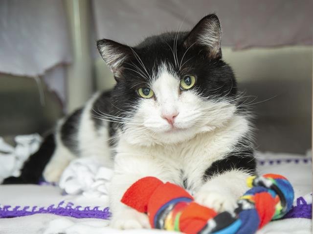 RICKEY - Domestic Short Hair available for adoption