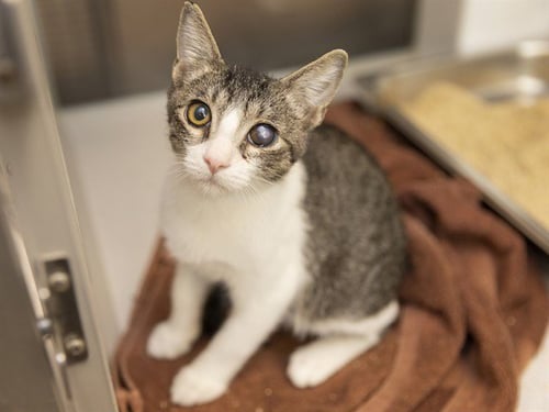 SWEETNIN - Domestic Short Hair for adoption in Phoenix