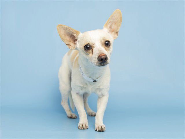 BANANO - Chihuahua available for adoption