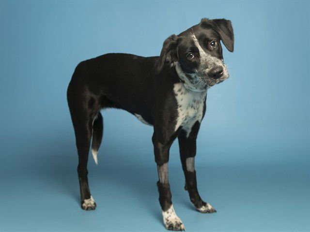 ZOLA - Queensland Heeler available for adoption