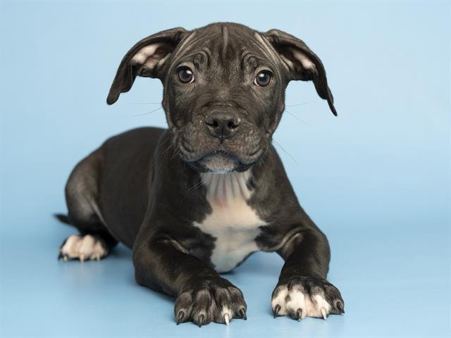 TRUCE - American Pit Bull Terrier available for adoption