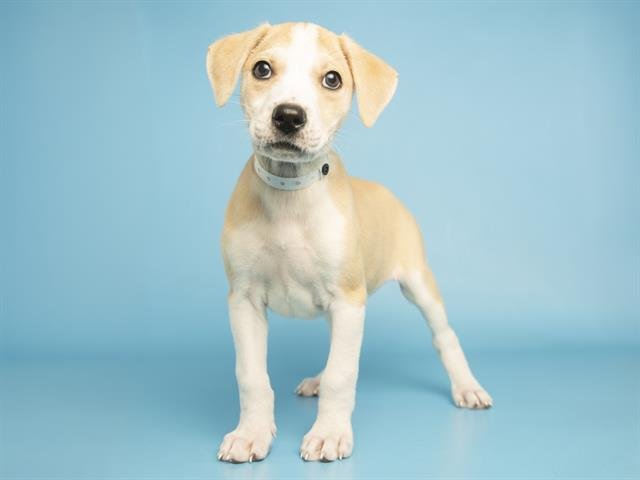 WOODY - Labrador Retriever available for adoption