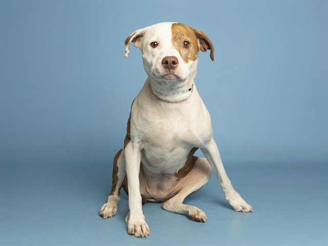 TRIXIE Image