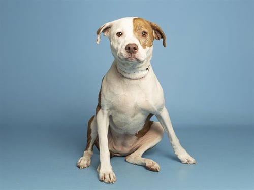 TRIXIE - Boxer / American Pit Bull Terrier available for adoption