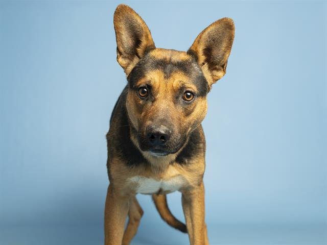 SAM - German Shepherd Dog available for adoption