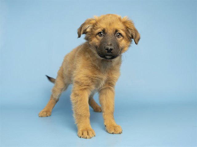 BROWNIE - Australian Kelpie available for adoption