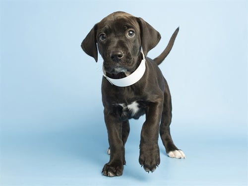PICO - American Pit Bull Terrier available for adoption
