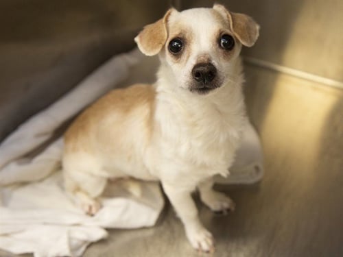 MAISIE - Chihuahua available for adoption