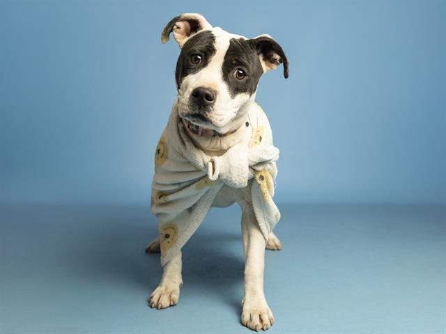 POPPIES - American Pit Bull Terrier available for adoption