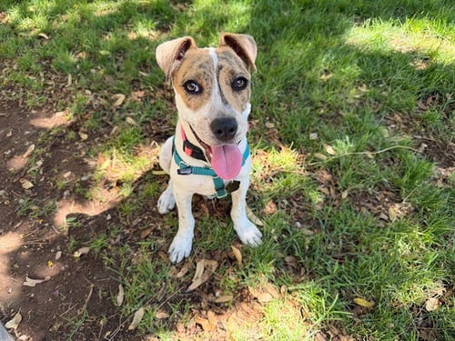 VEGA - Australian Cattle Dog/Blue Heeler available for adoption