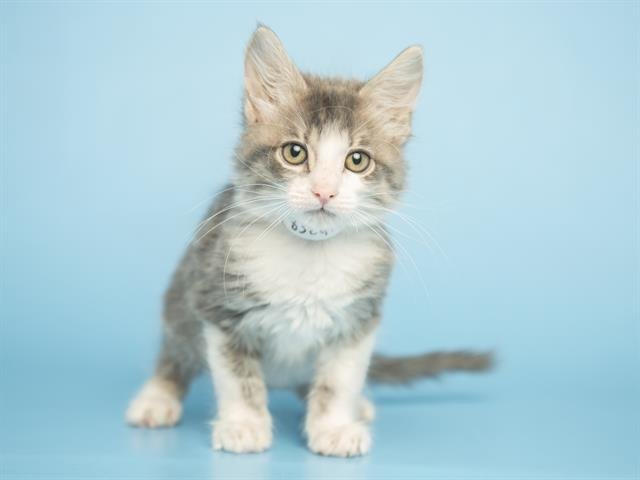 VINNIE - Domestic Short Hair available for adoption