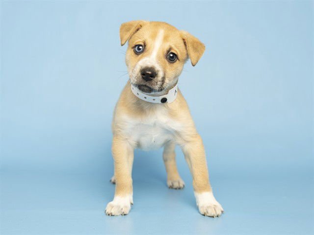 SHENANDOAH - American Pit Bull Terrier available for adoption