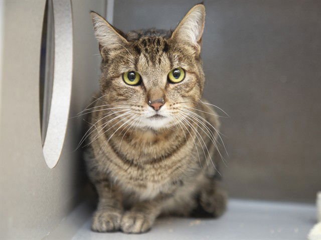 CANDY - Domestic Short Hair available for adoption