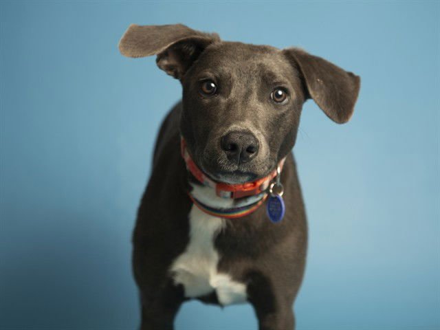 RACHEL - Pointer / German Shepherd Dog available for adoption