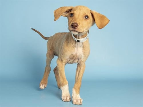 DIPPER - Doberman Pinscher available for adoption