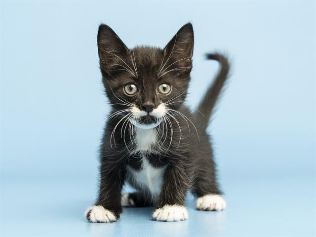 STACHE Image