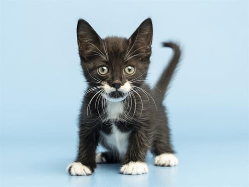 STACHE - Domestic Short Hair available for adoption