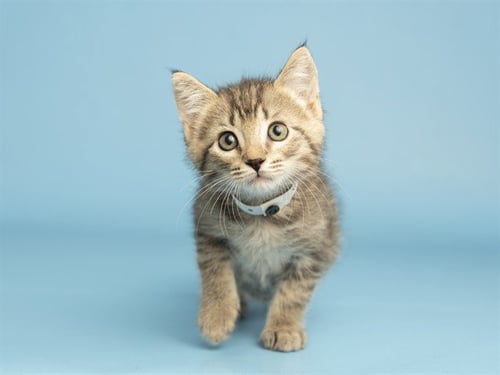 LARRY - Domestic Short Hair available for adoption
