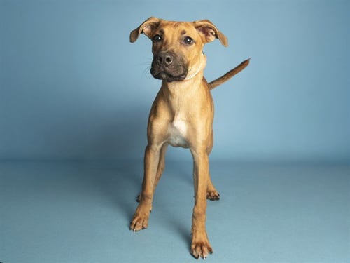 COCO - Boxer available for adoption