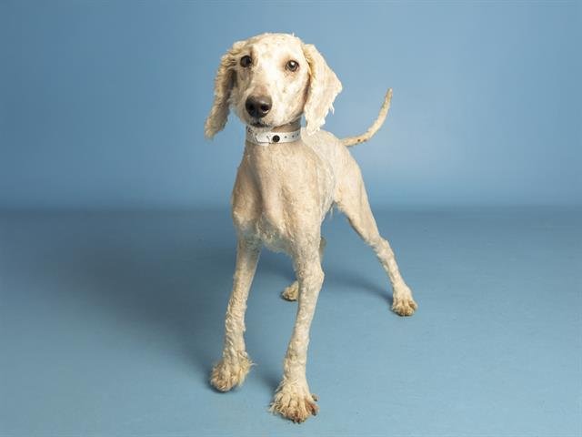 DOODLES - Poodle (Miniature) available for adoption