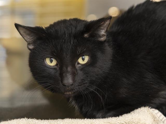 HONEY BUNNY - Domestic Short Hair available for adoption