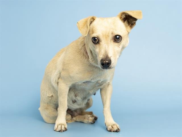 CRICKET - Chihuahua available for adoption