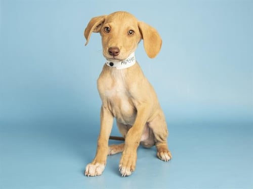 SHERIFF BLUBS - Doberman Pinscher available for adoption