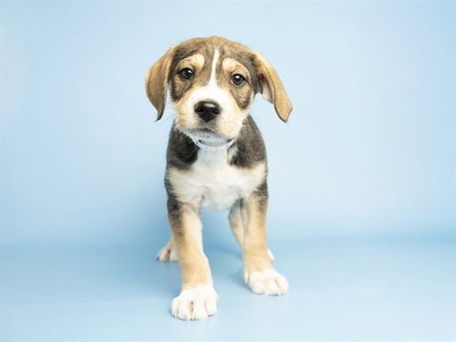 BENNY - Beagle available for adoption