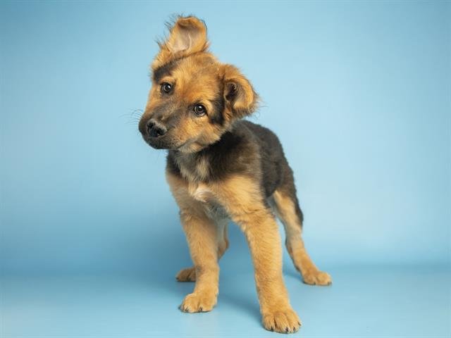 RUDOLPH - Australian Kelpie available for adoption