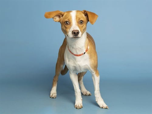 COURAGE - Chihuahua available for adoption