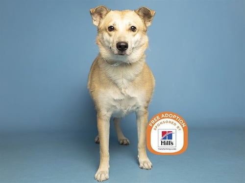 KENZIE - German Shepherd Dog available for adoption