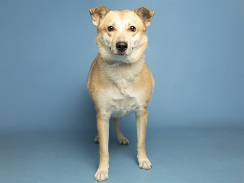 KENZIE - German Shepherd Dog available for adoption