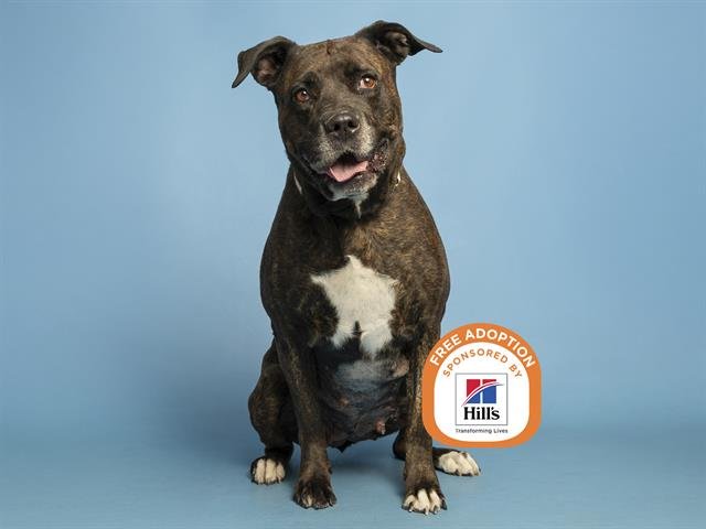 BROWNIE - Mastiff available for adoption