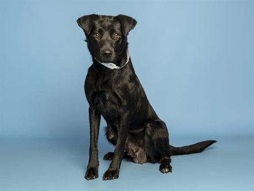 OCEAN - Labrador Retriever available for adoption