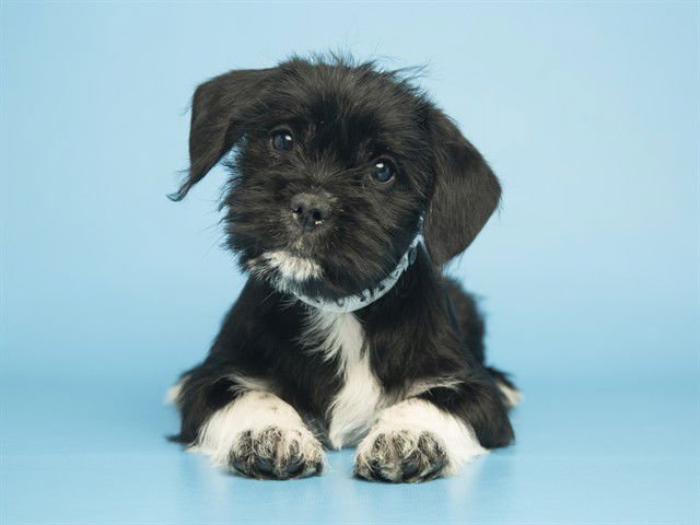 STRAWBERRY - American Pit Bull Terrier / Shih Tzu available for adoption