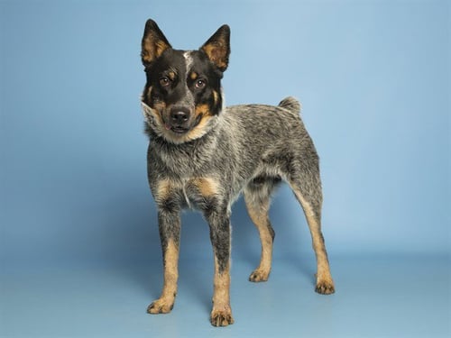 OLIVER - Queensland Heeler available for adoption