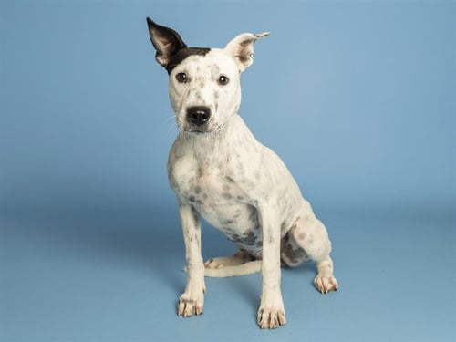 FRYBREAD - American Pit Bull Terrier available for adoption