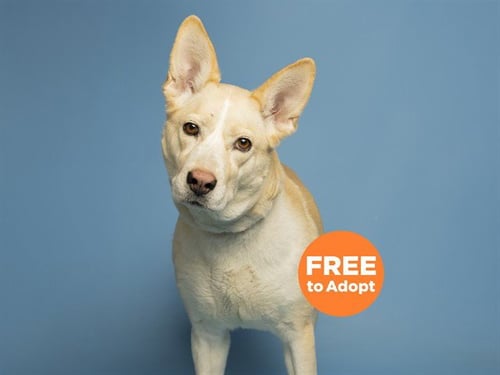 LOLA - Golden Retriever / Siberian Husky available for adoption
